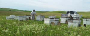 Beekeepers working the hives